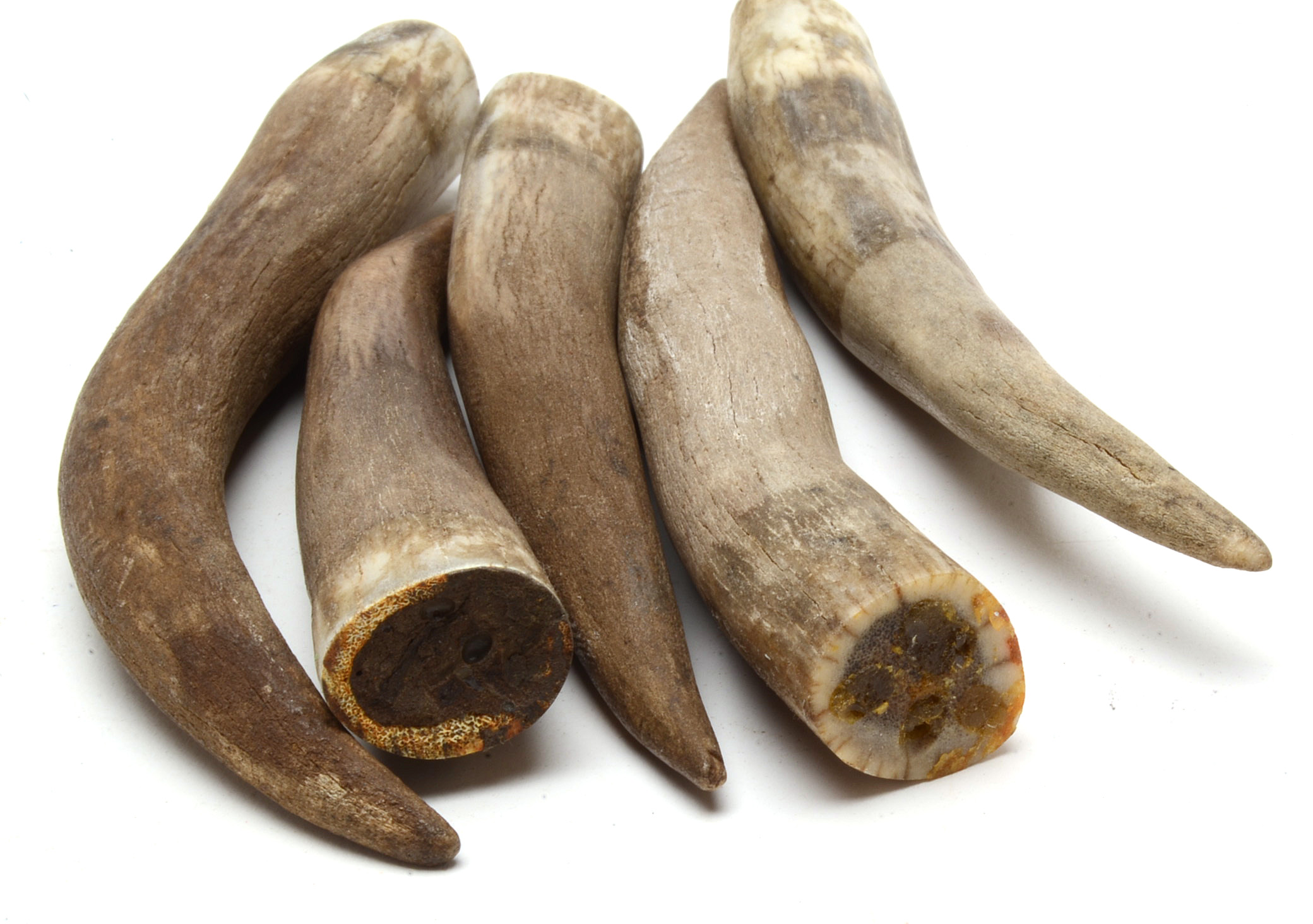 Five Wild Boar Teeth