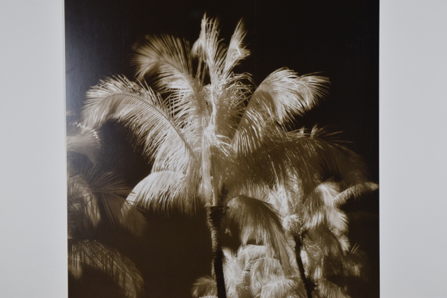 Offset Lithograph of a Sepia Toned Photograph of Palm Trees
