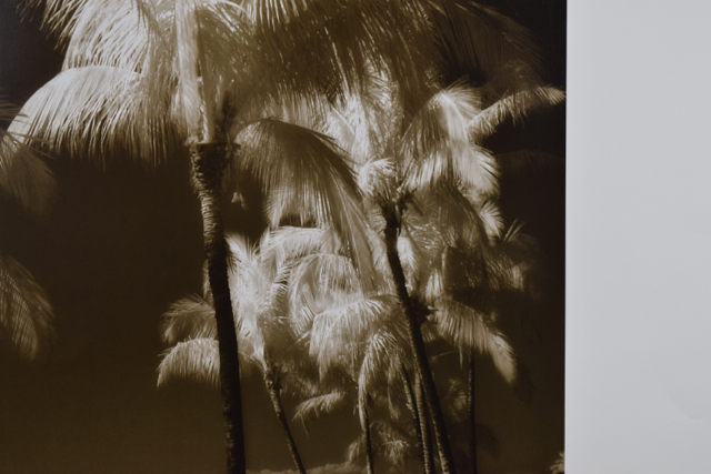 Offset Lithograph of a Sepia Toned Photograph of Palm Trees