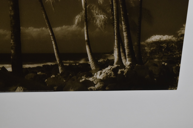 Offset Lithograph of a Sepia Toned Photograph of Palm Trees