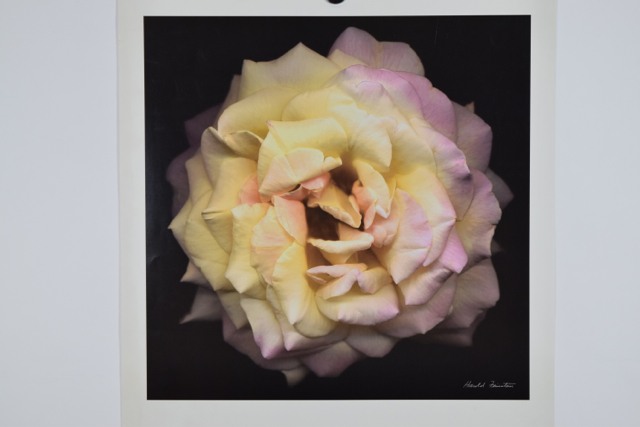 Poster Print of "Promise" Photograph by Harold Feinstein