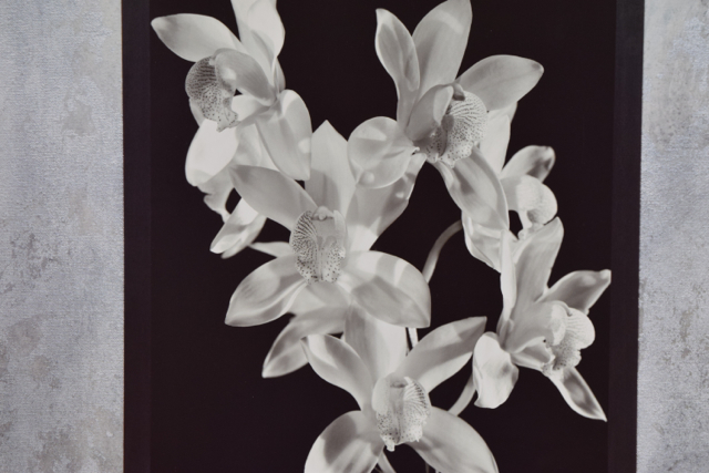 Offset Lithograph of Photograph "Orchid De Fer II" by Lydia Cutter