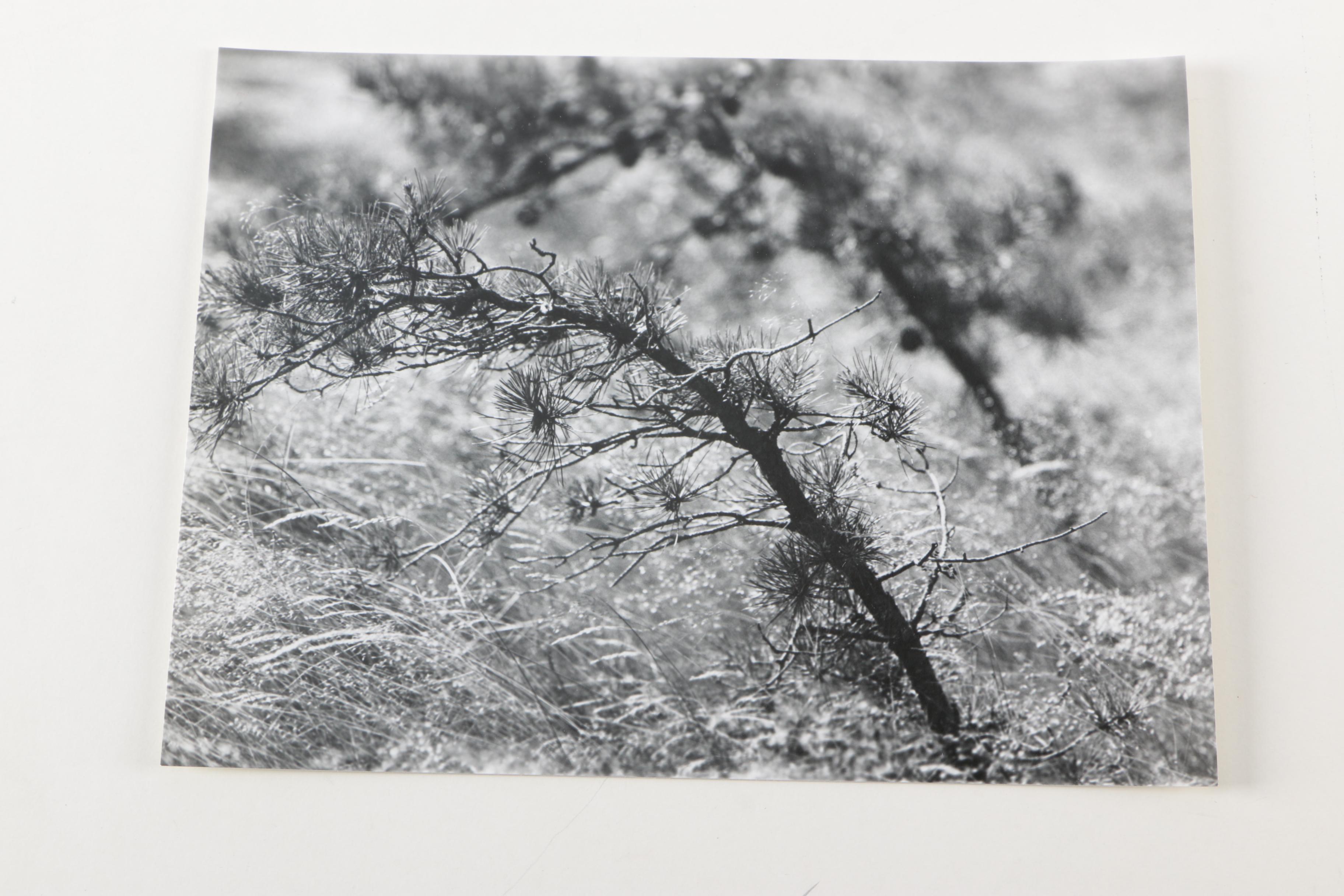 Collection of Seventeen Black and White Photographs by Jim Wenzel