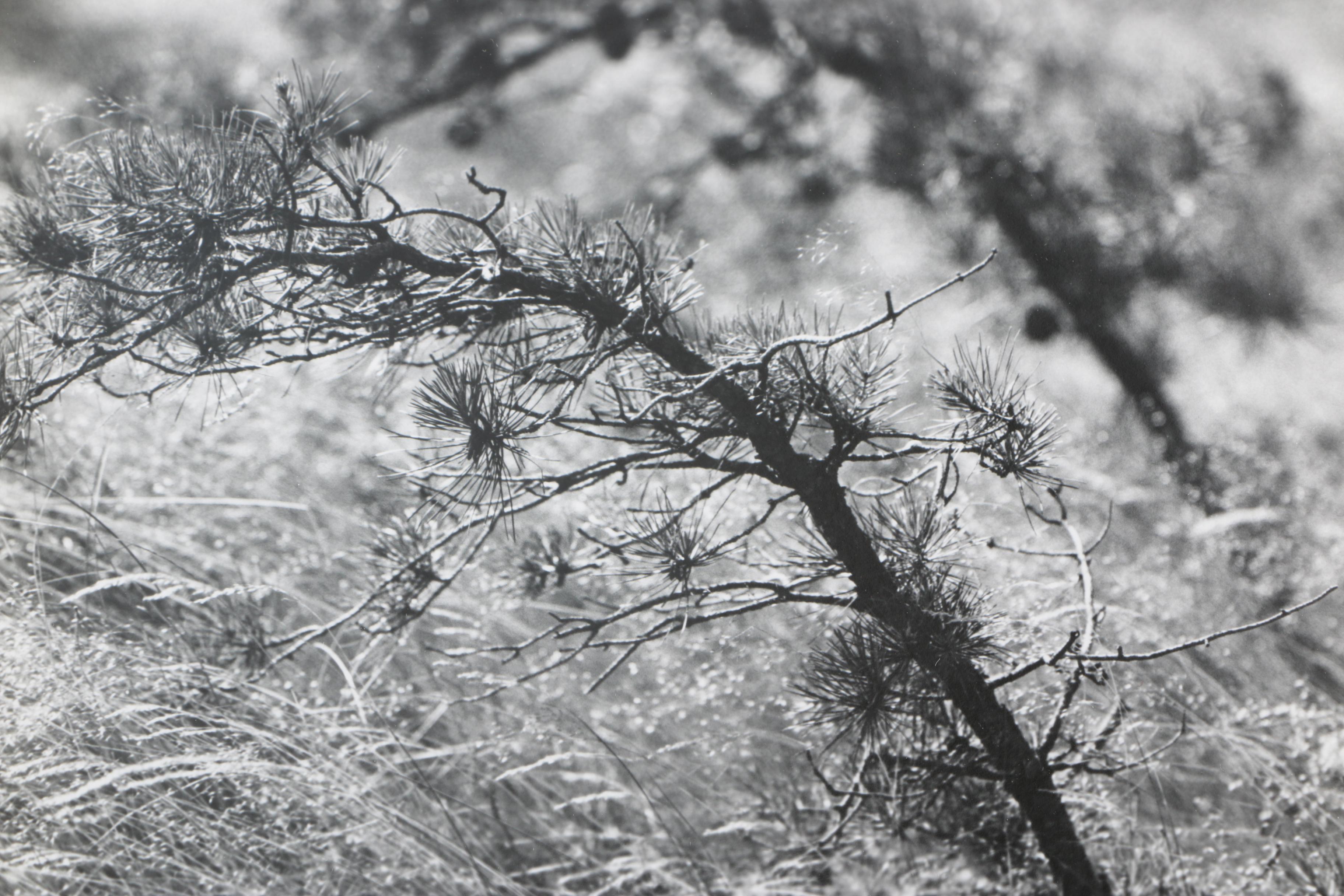 Collection of Seventeen Black and White Photographs by Jim Wenzel