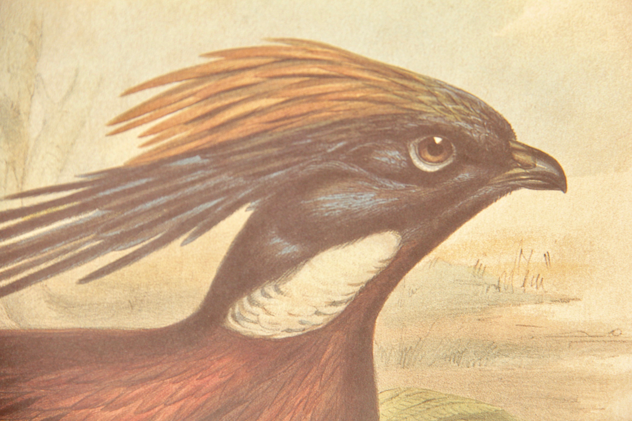 After John Gould Offset Lithograph Prints of Pheasants