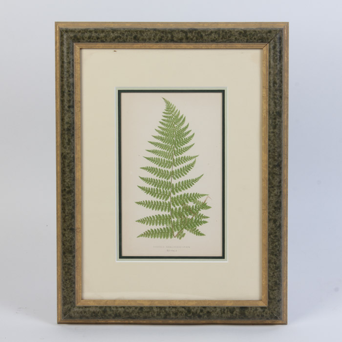 Giclée After Edward Joseph Lowe "Dicksonia Davallioides. - Pinna."
