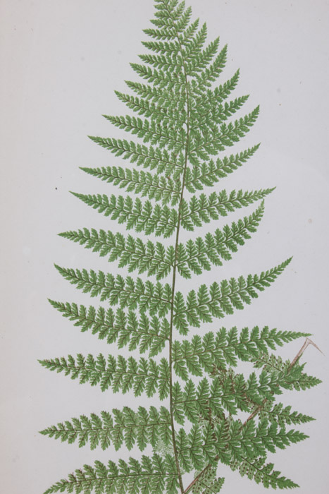 Giclée After Edward Joseph Lowe "Dicksonia Davallioides. - Pinna."