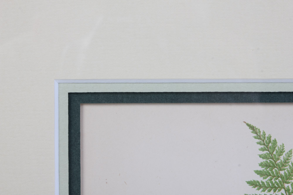 Giclée After Edward Joseph Lowe "Dicksonia Davallioides. - Pinna."