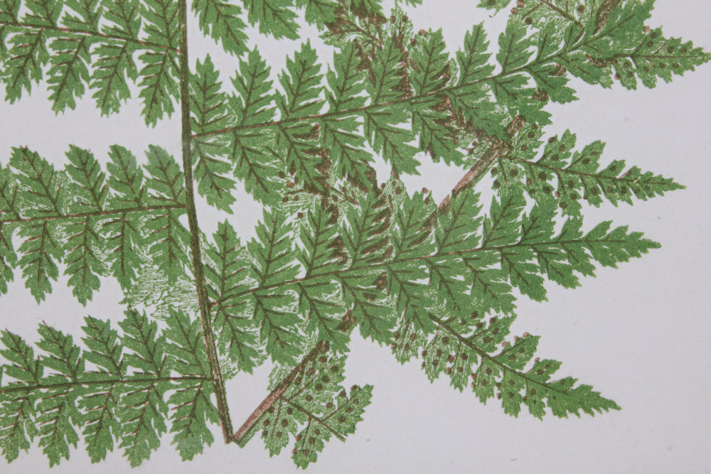 Giclée After Edward Joseph Lowe "Dicksonia Davallioides. - Pinna."