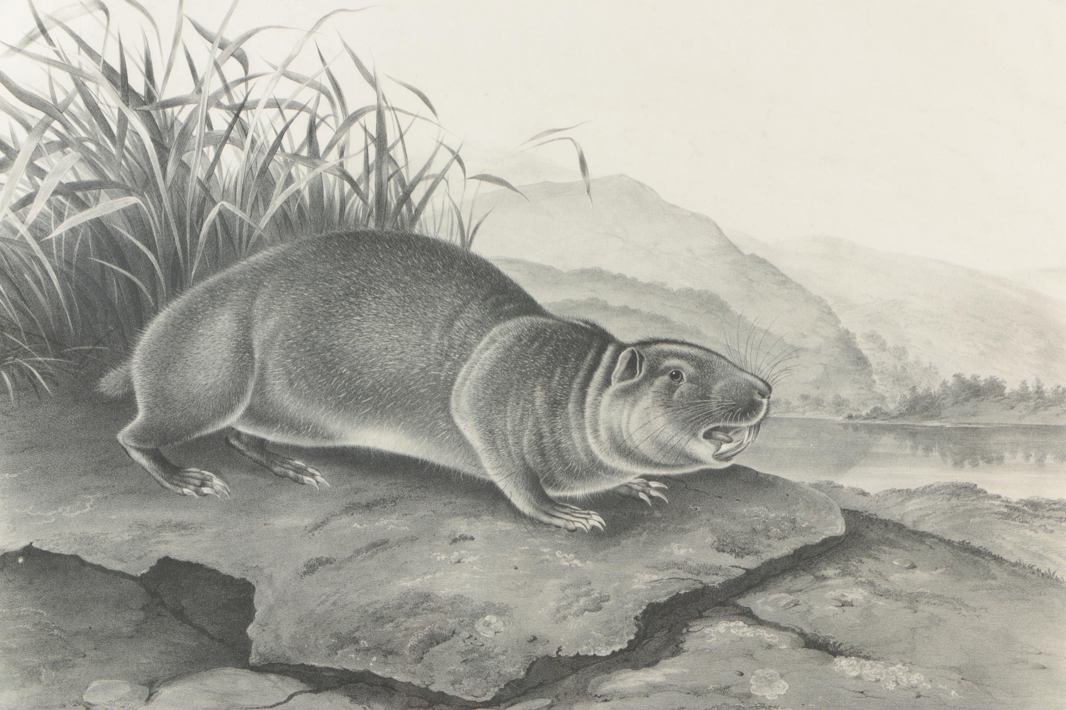 Lithograph After John W. Audubon "Aplodontia Leporina"