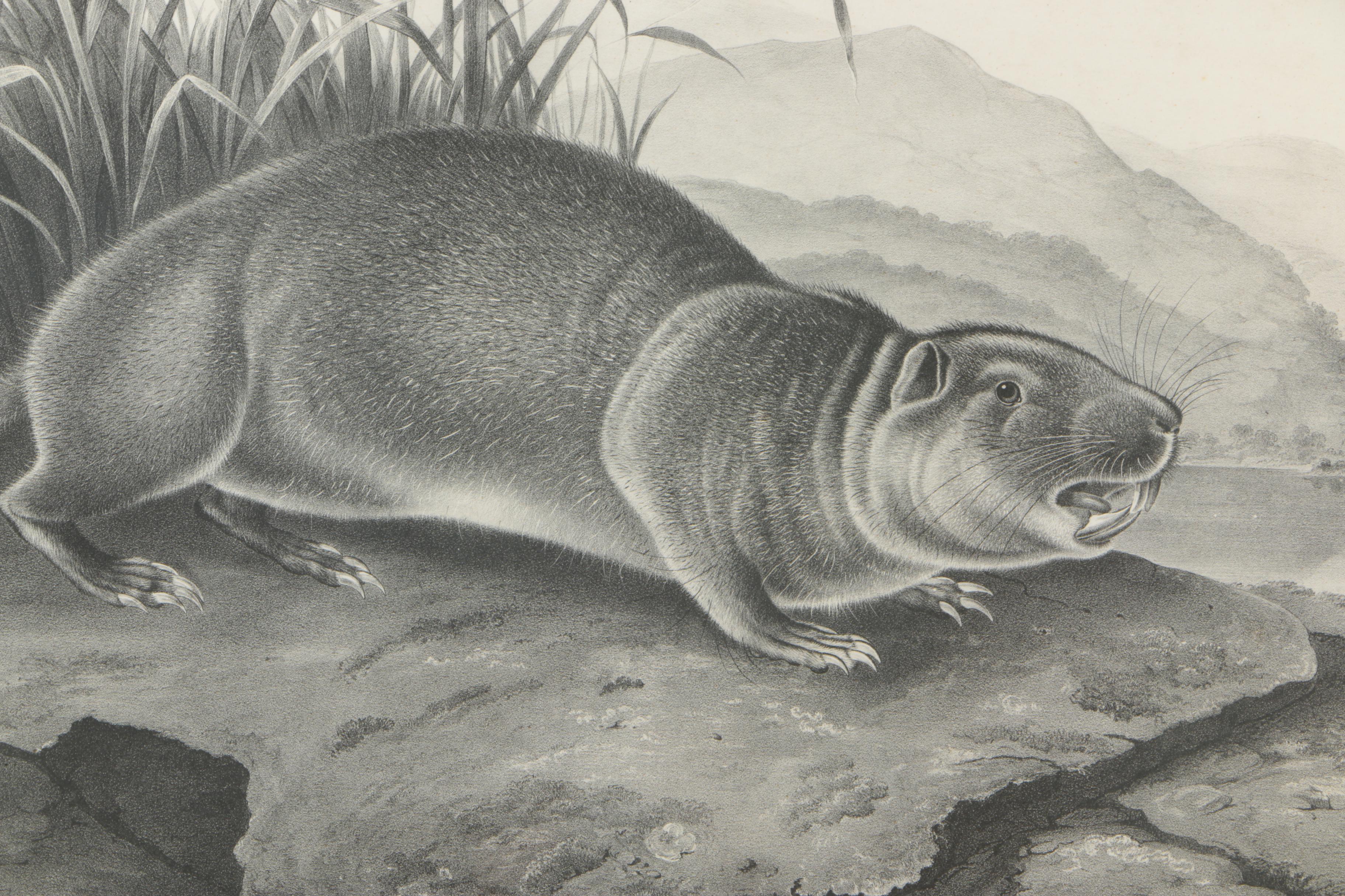 Lithograph After John W. Audubon "Aplodontia Leporina"