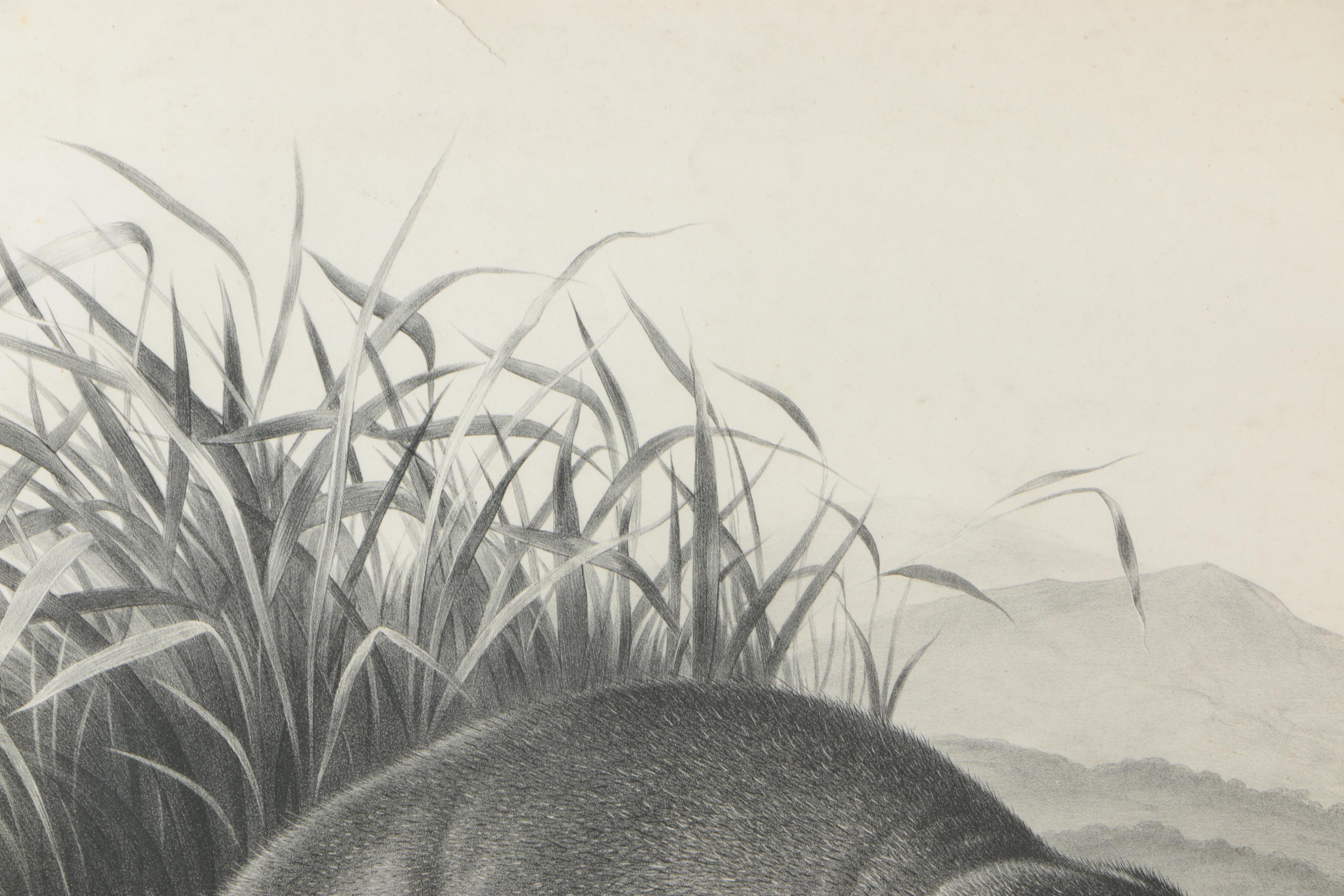 Lithograph After John W. Audubon "Aplodontia Leporina"