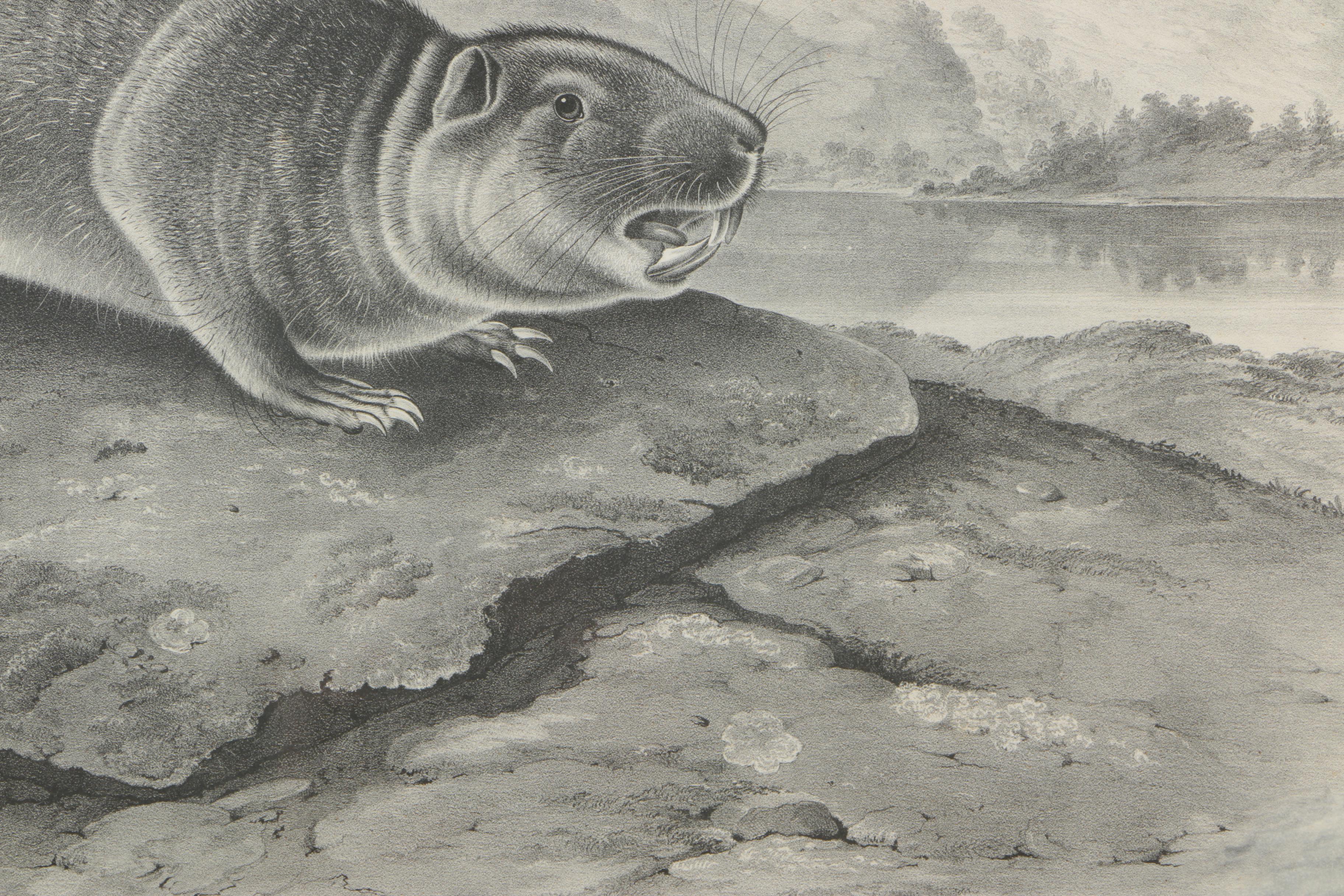 Lithograph After John W. Audubon "Aplodontia Leporina"