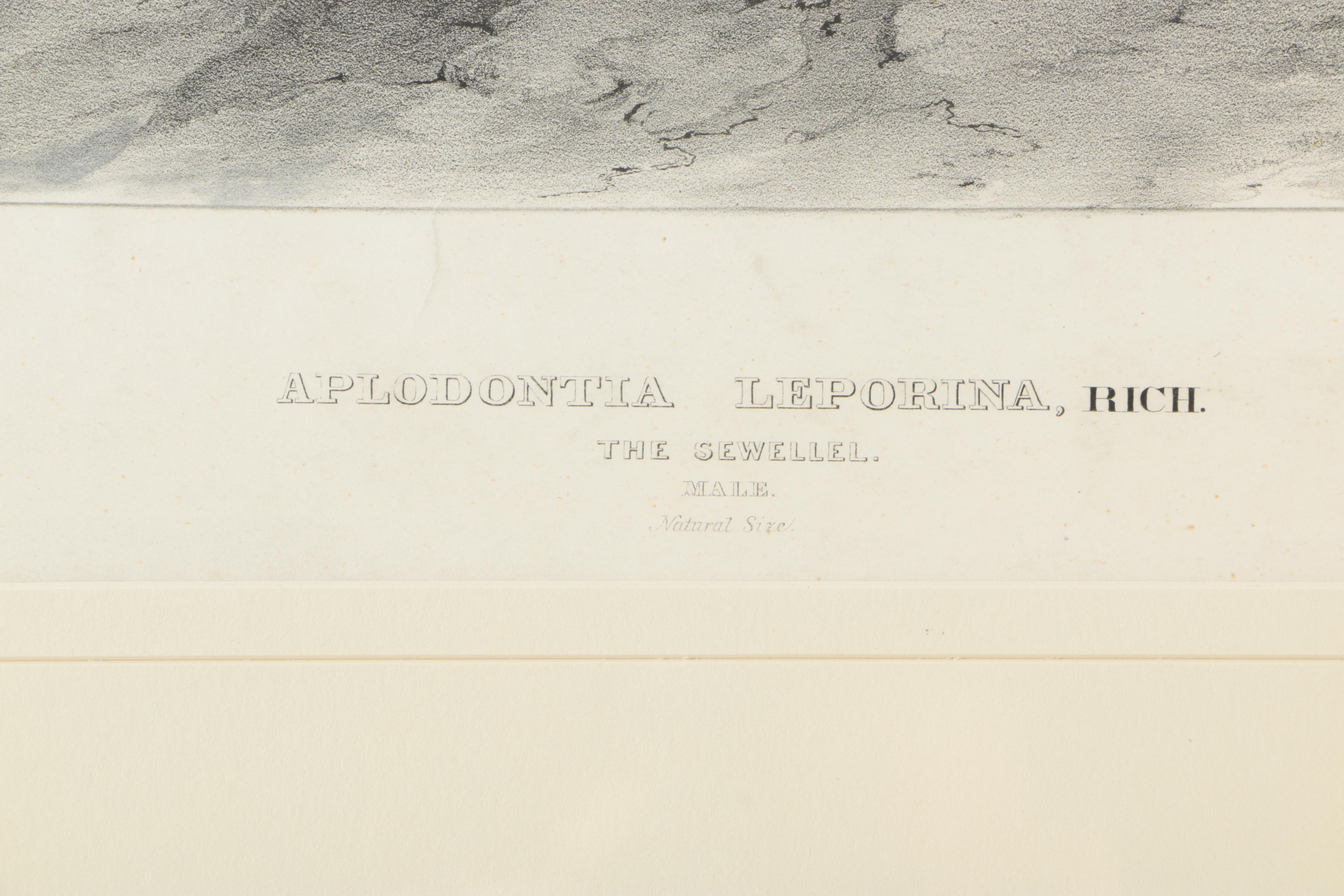Lithograph After John W. Audubon "Aplodontia Leporina"