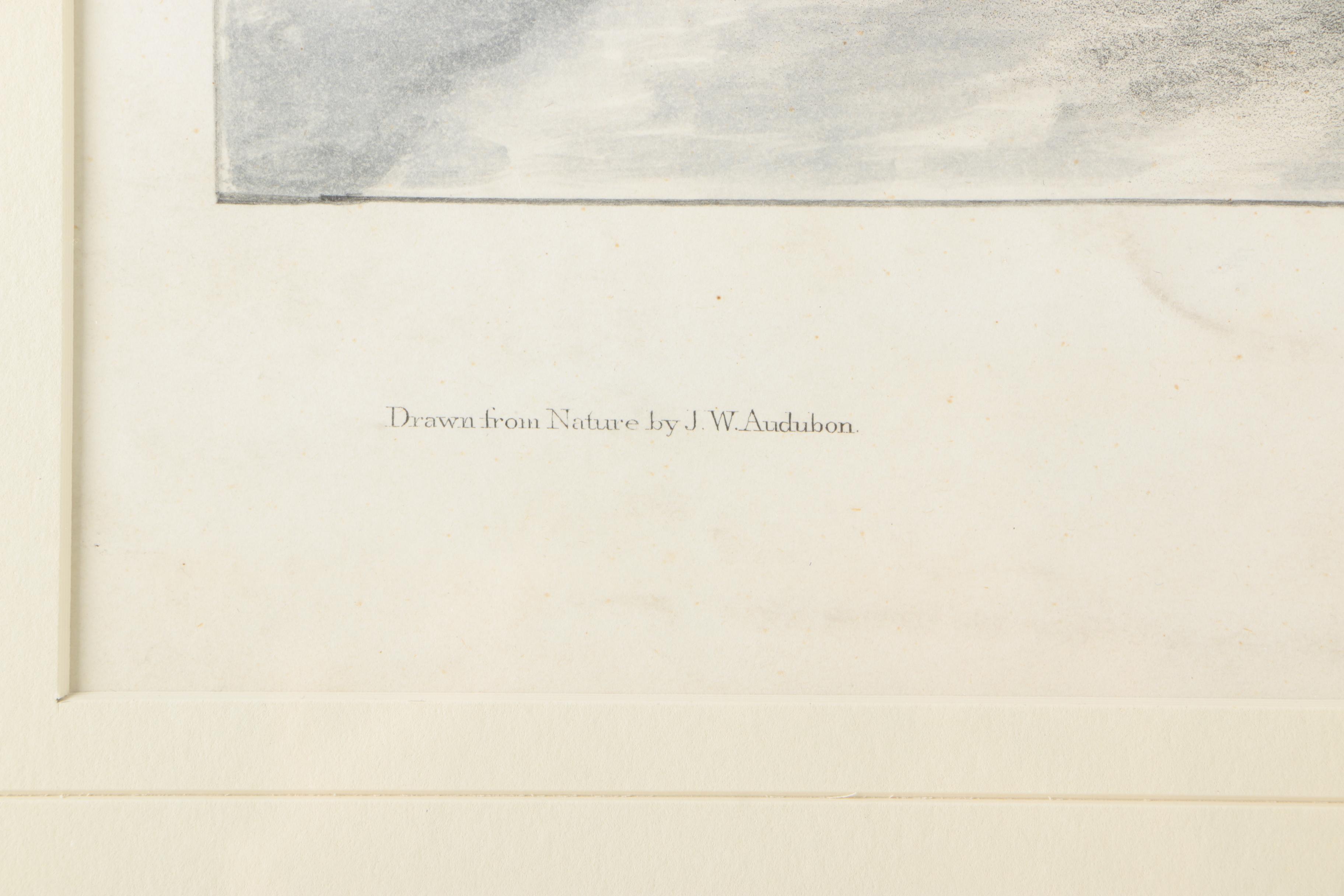 Lithograph After John W. Audubon "Aplodontia Leporina"