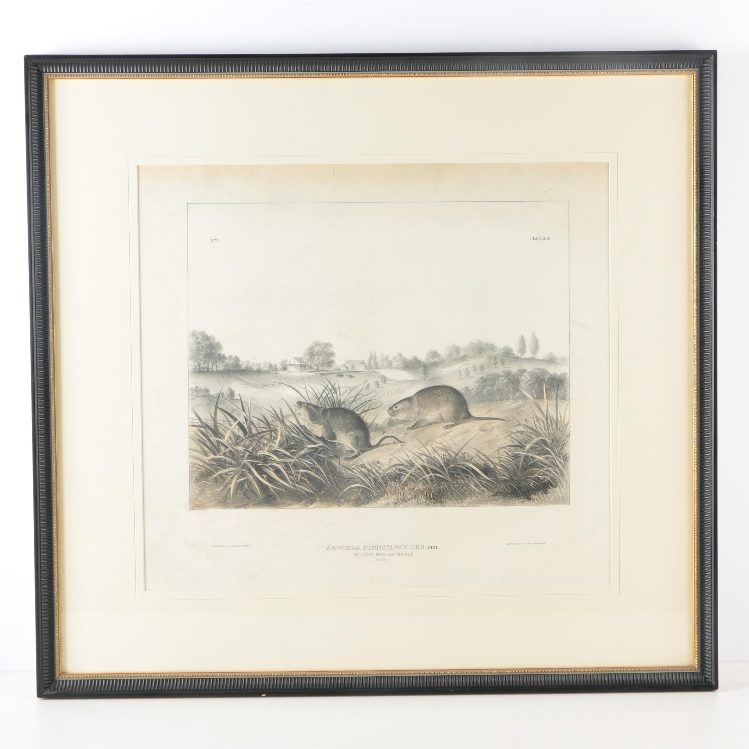Lithograph on Paper After John James Audubon "Arvicola Pennsylvanicus"
