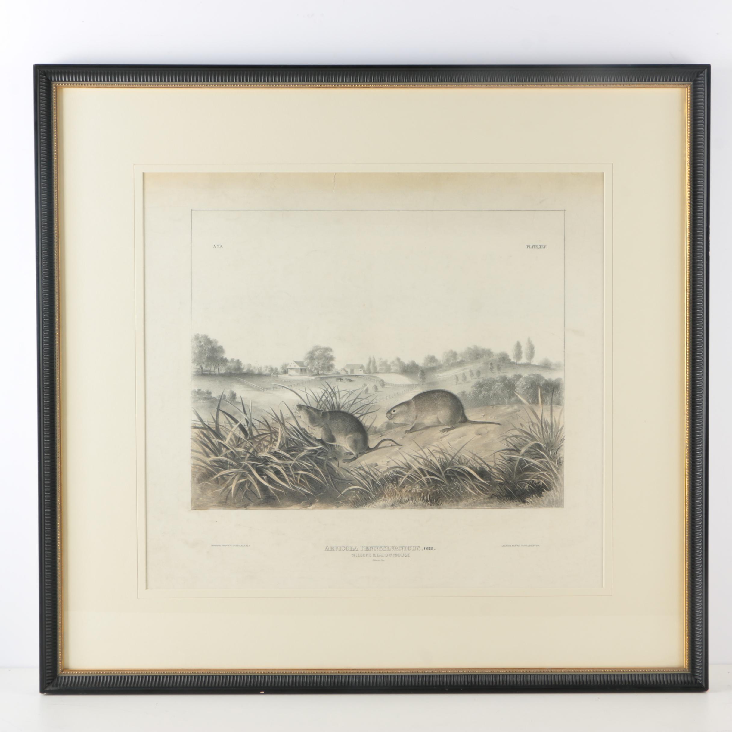 Lithograph on Paper After John James Audubon "Arvicola Pennsylvanicus"