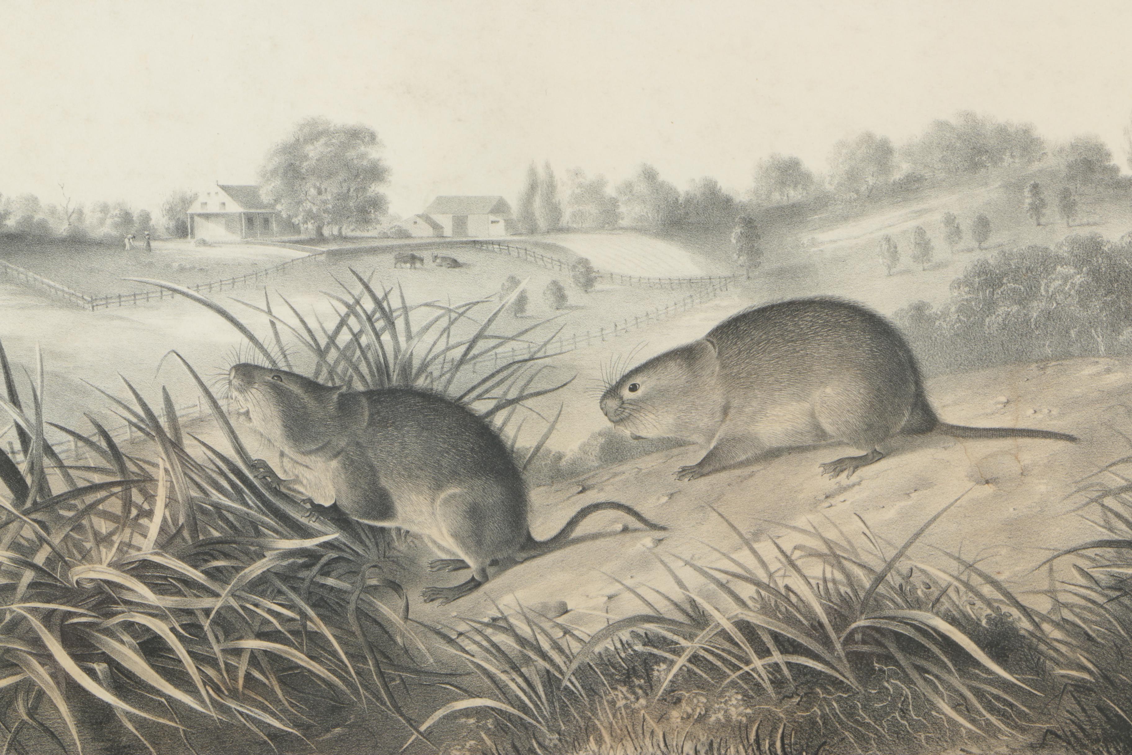 Lithograph on Paper After John James Audubon "Arvicola Pennsylvanicus"