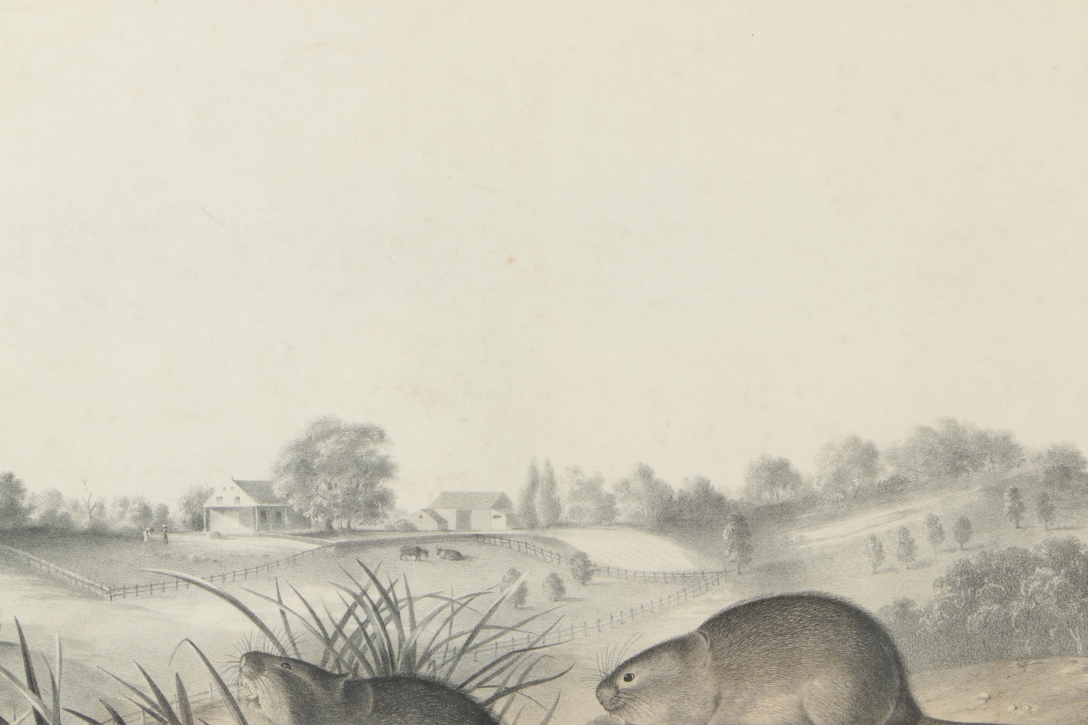 Lithograph on Paper After John James Audubon "Arvicola Pennsylvanicus"