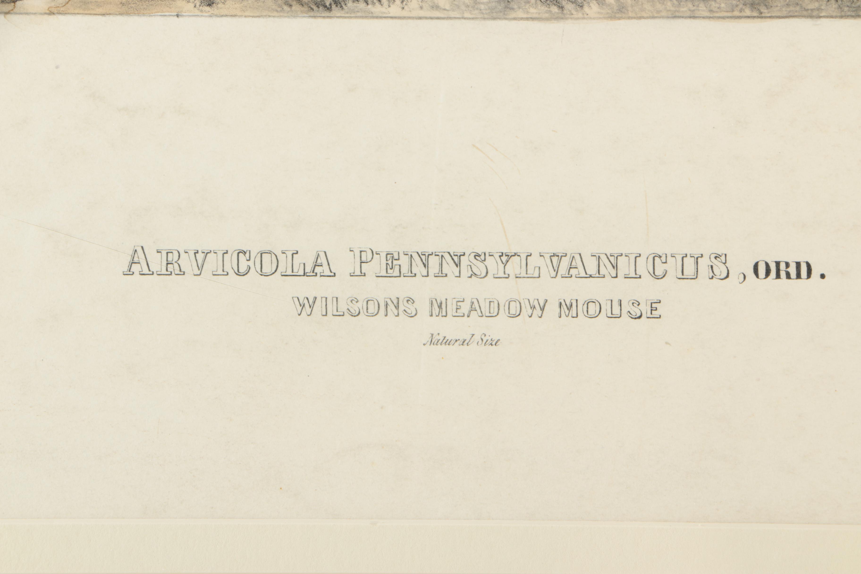 Lithograph on Paper After John James Audubon "Arvicola Pennsylvanicus"