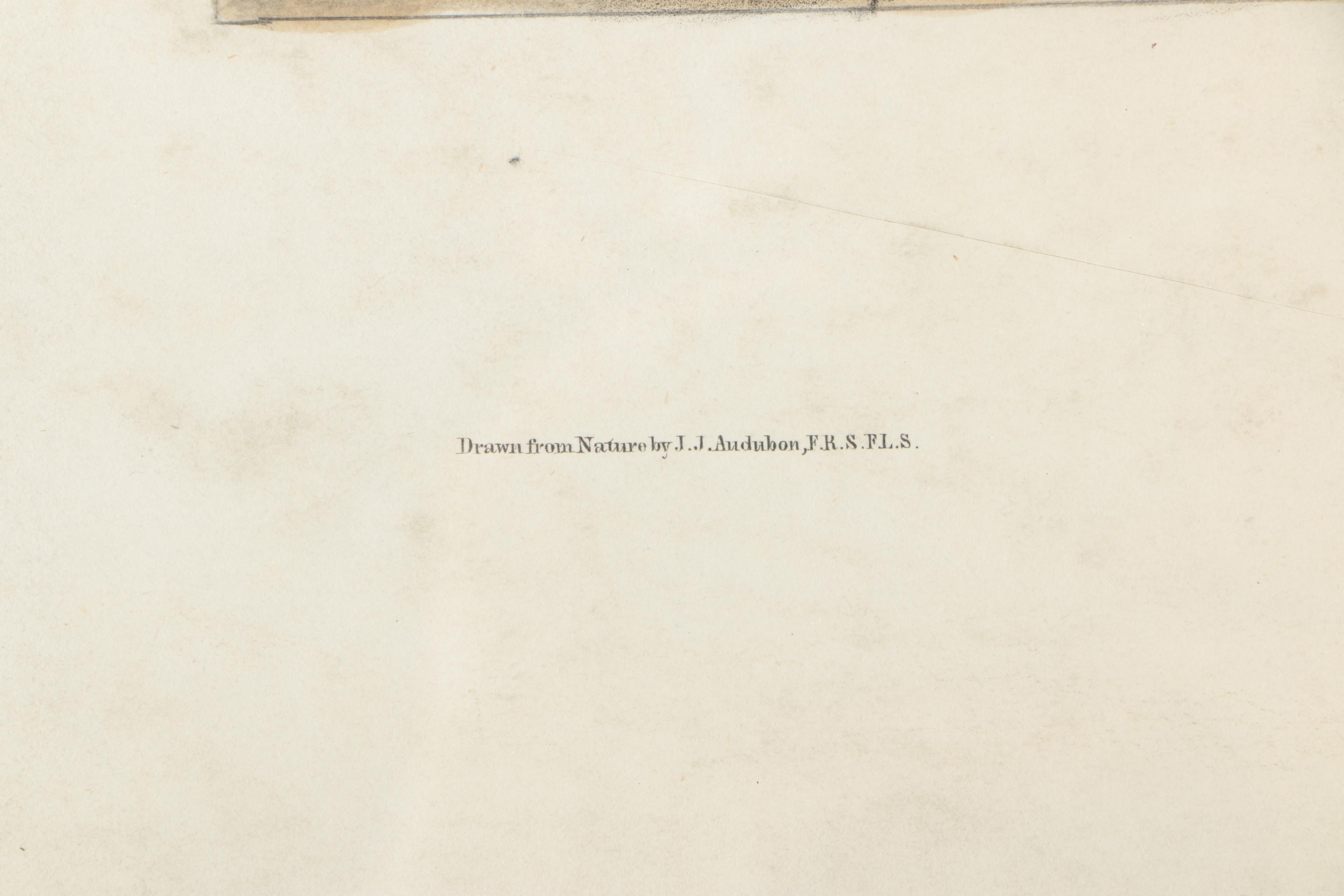 Lithograph on Paper After John James Audubon "Arvicola Pennsylvanicus"