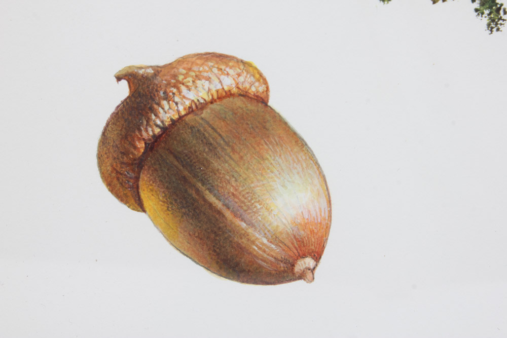 Mixed Media Study for the Tower Oaks Lodge Logo