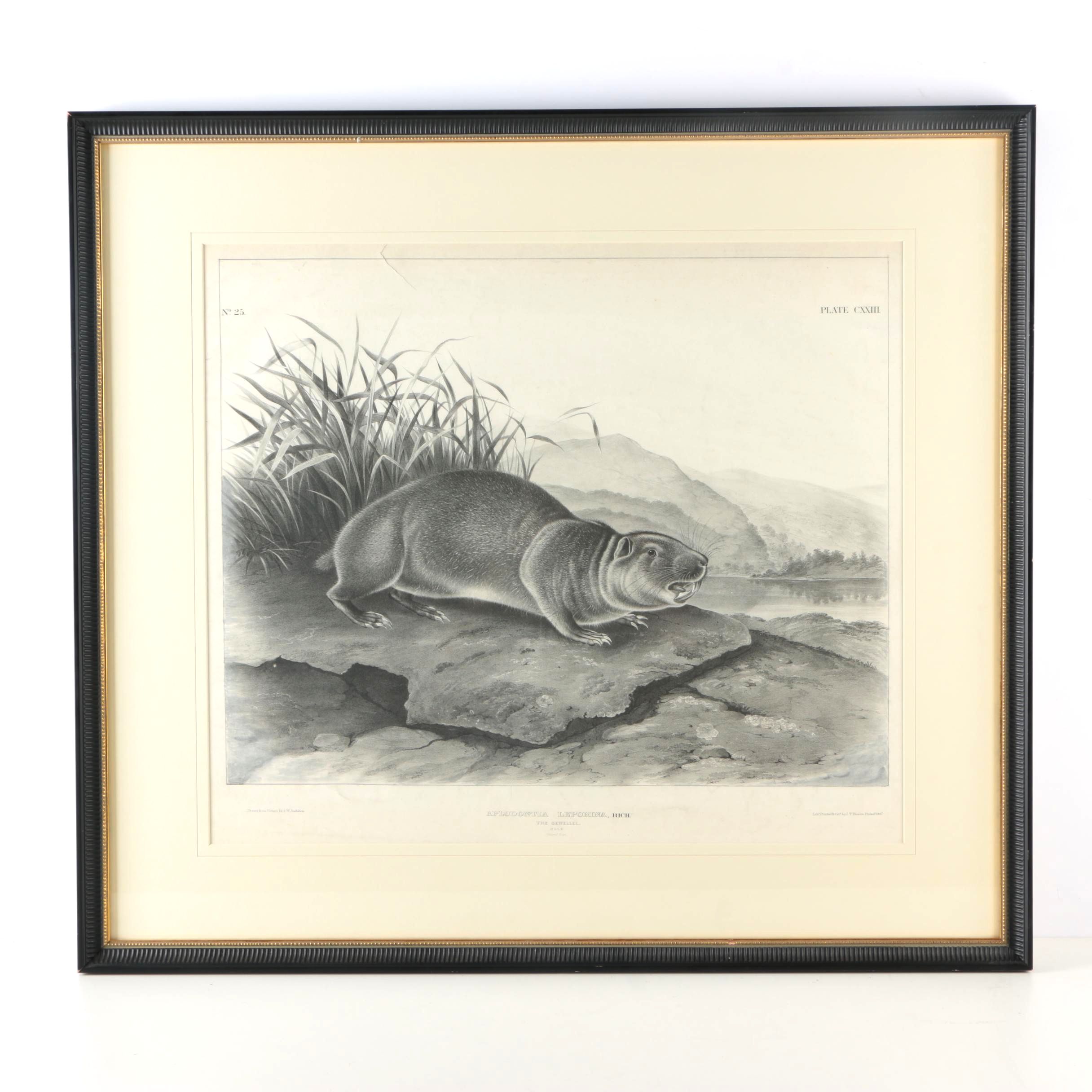 Lithograph After John W. Audubon "Aplodontia Leporina"