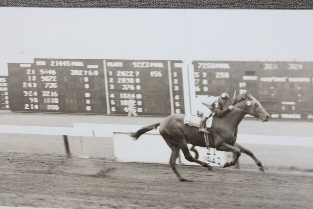 Collection of Narragansett Park Black and White Photographs of Race Horses
