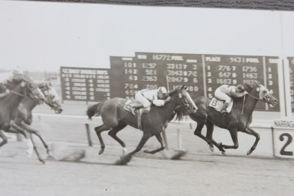 Collection of Narragansett Park Black and White Photographs of Race Horses