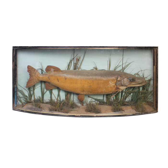 Antique Muskellunge Taxidermy Fish