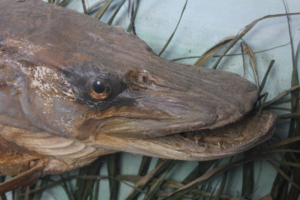 Antique Muskellunge Taxidermy Fish