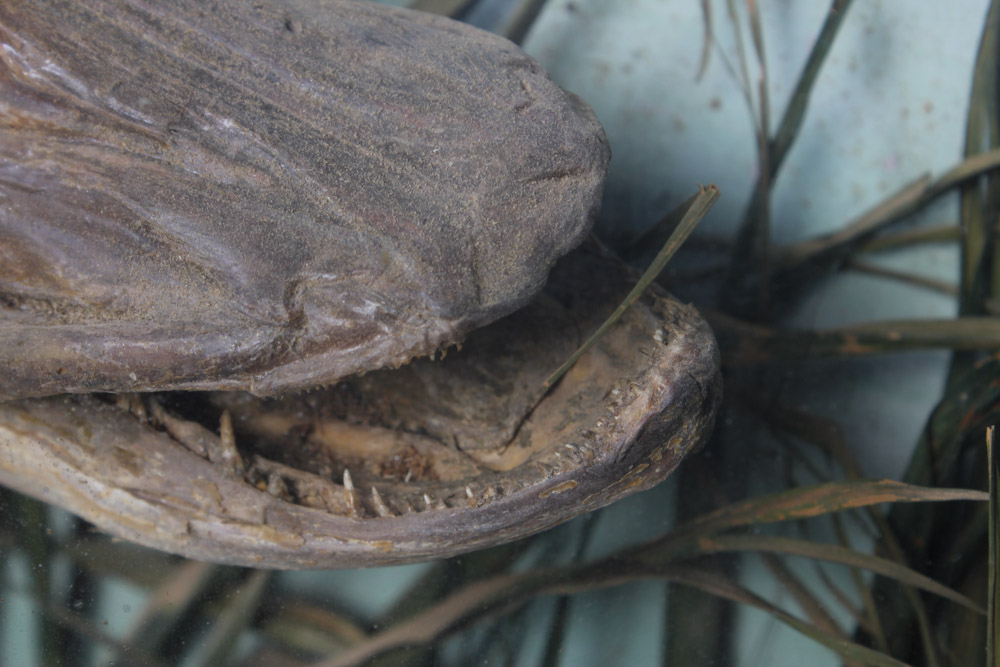 Antique Muskellunge Taxidermy Fish