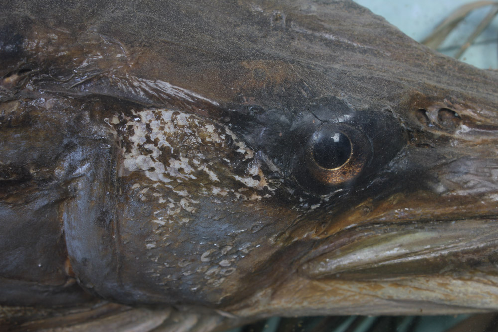 Antique Muskellunge Taxidermy Fish