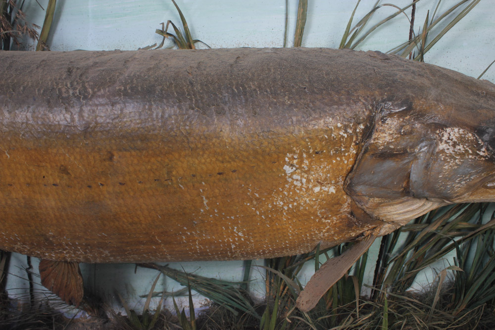 Antique Muskellunge Taxidermy Fish