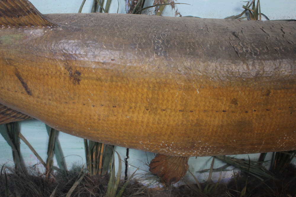 Antique Muskellunge Taxidermy Fish