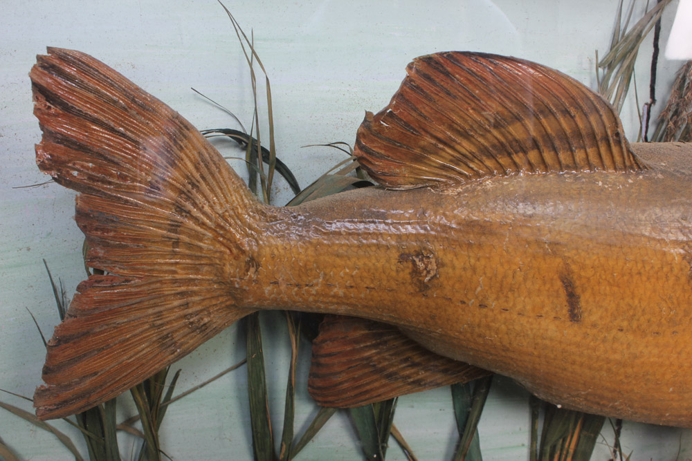 Antique Muskellunge Taxidermy Fish