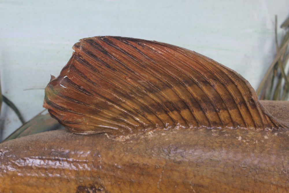 Antique Muskellunge Taxidermy Fish