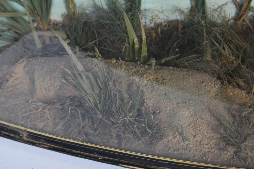 Antique Muskellunge Taxidermy Fish