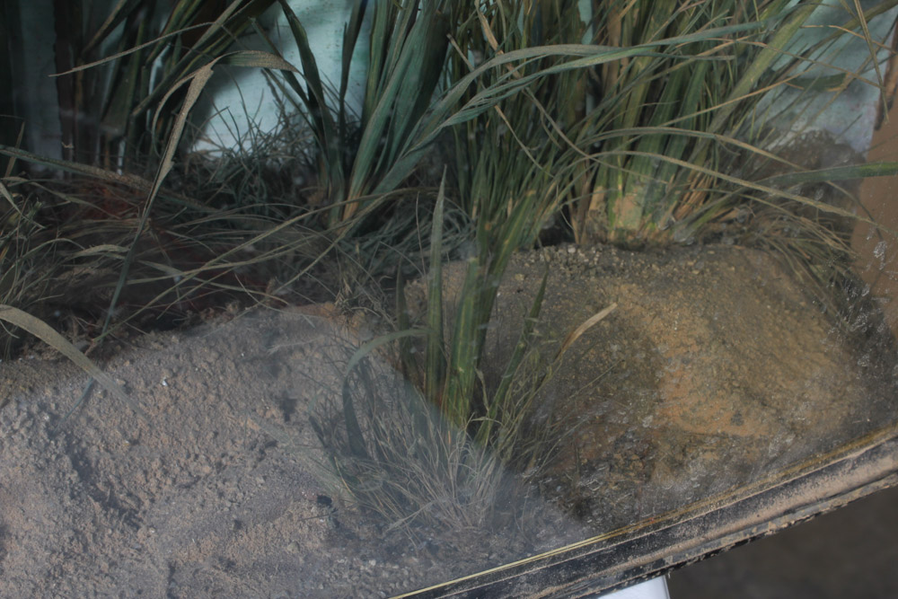 Antique Muskellunge Taxidermy Fish