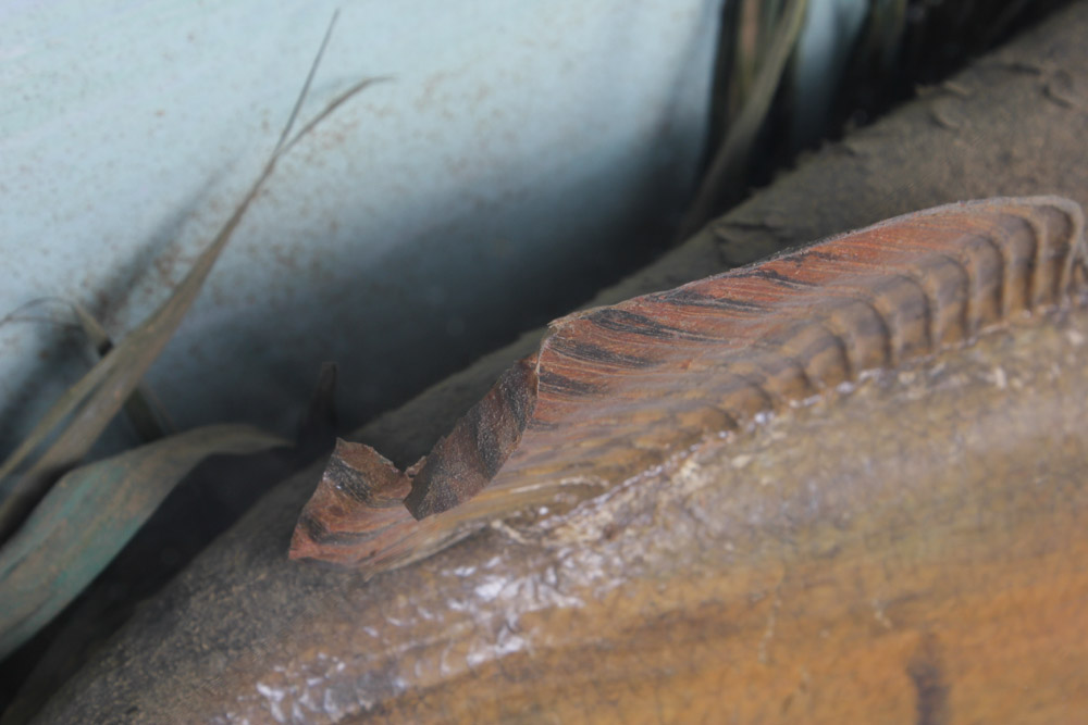 Antique Muskellunge Taxidermy Fish