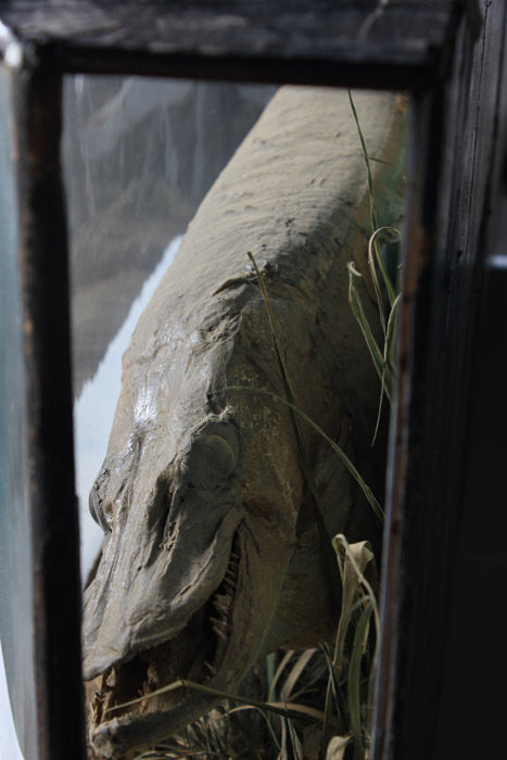 Antique Muskellunge Taxidermy Fish