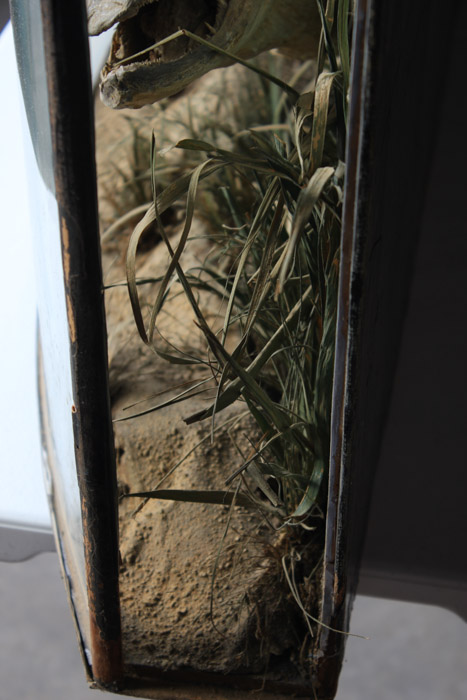 Antique Muskellunge Taxidermy Fish