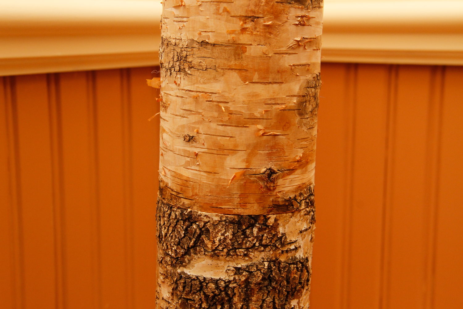 Natural Tree Trunk Floor Lamp