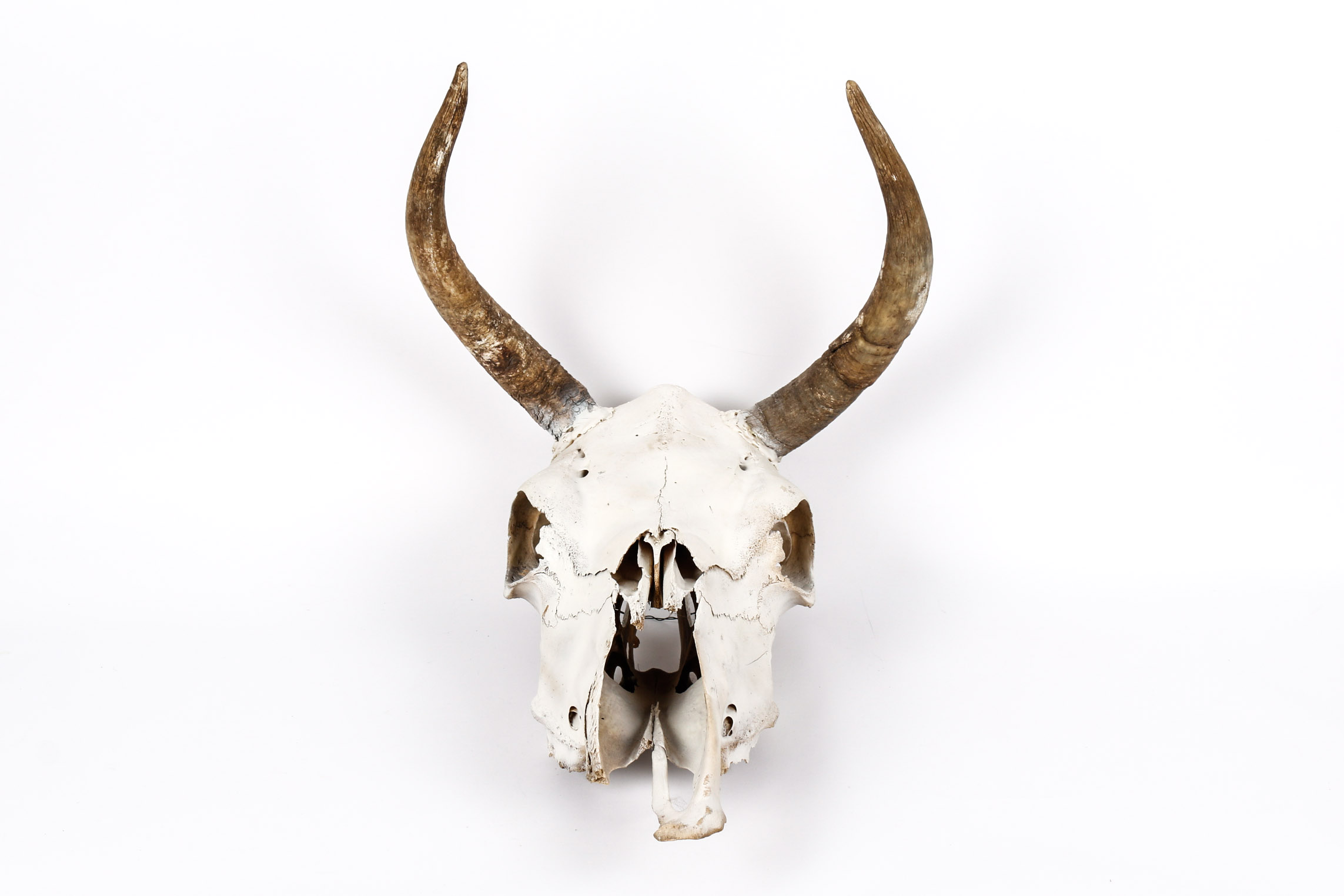 Bull Horns With Skull