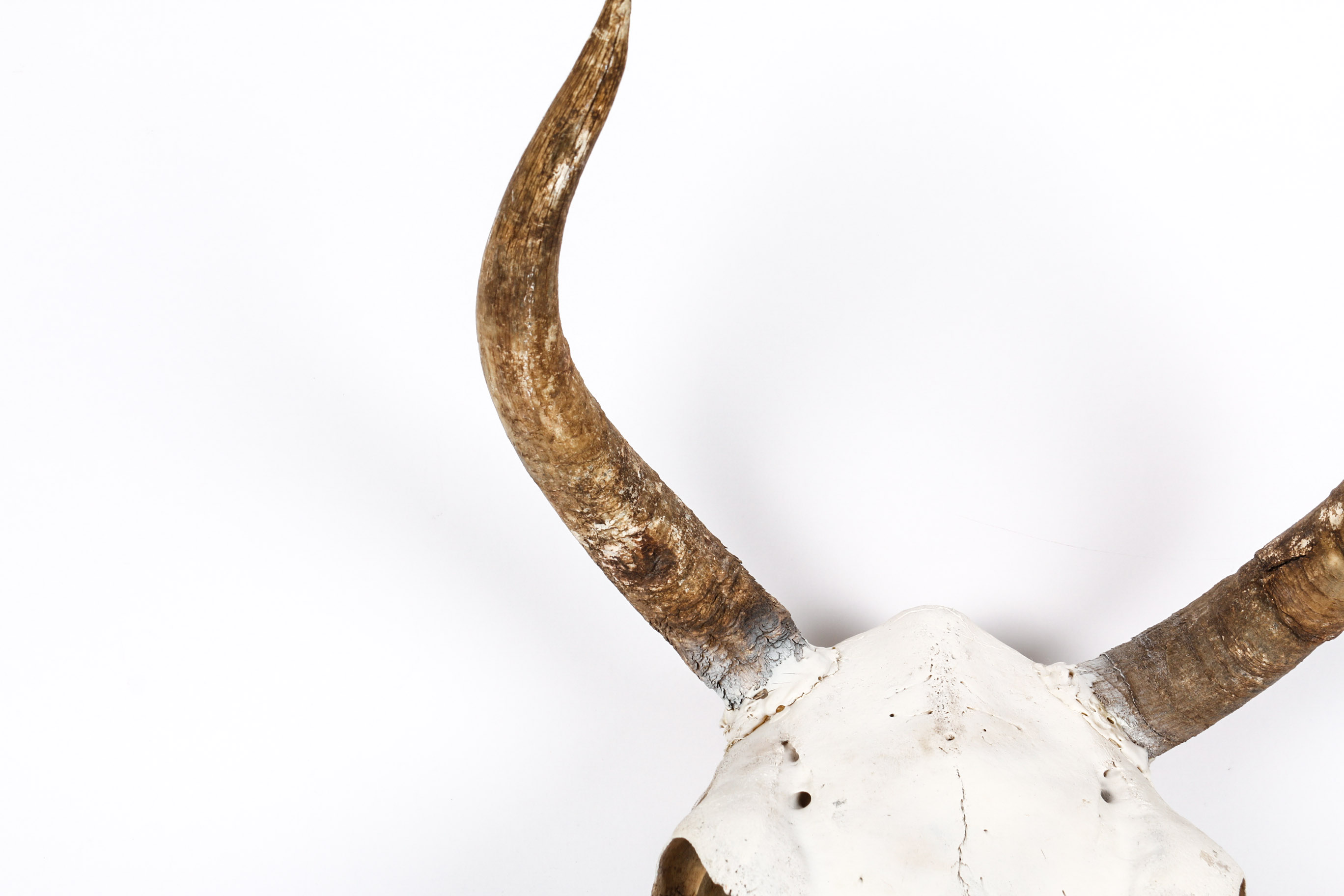 Bull Horns With Skull