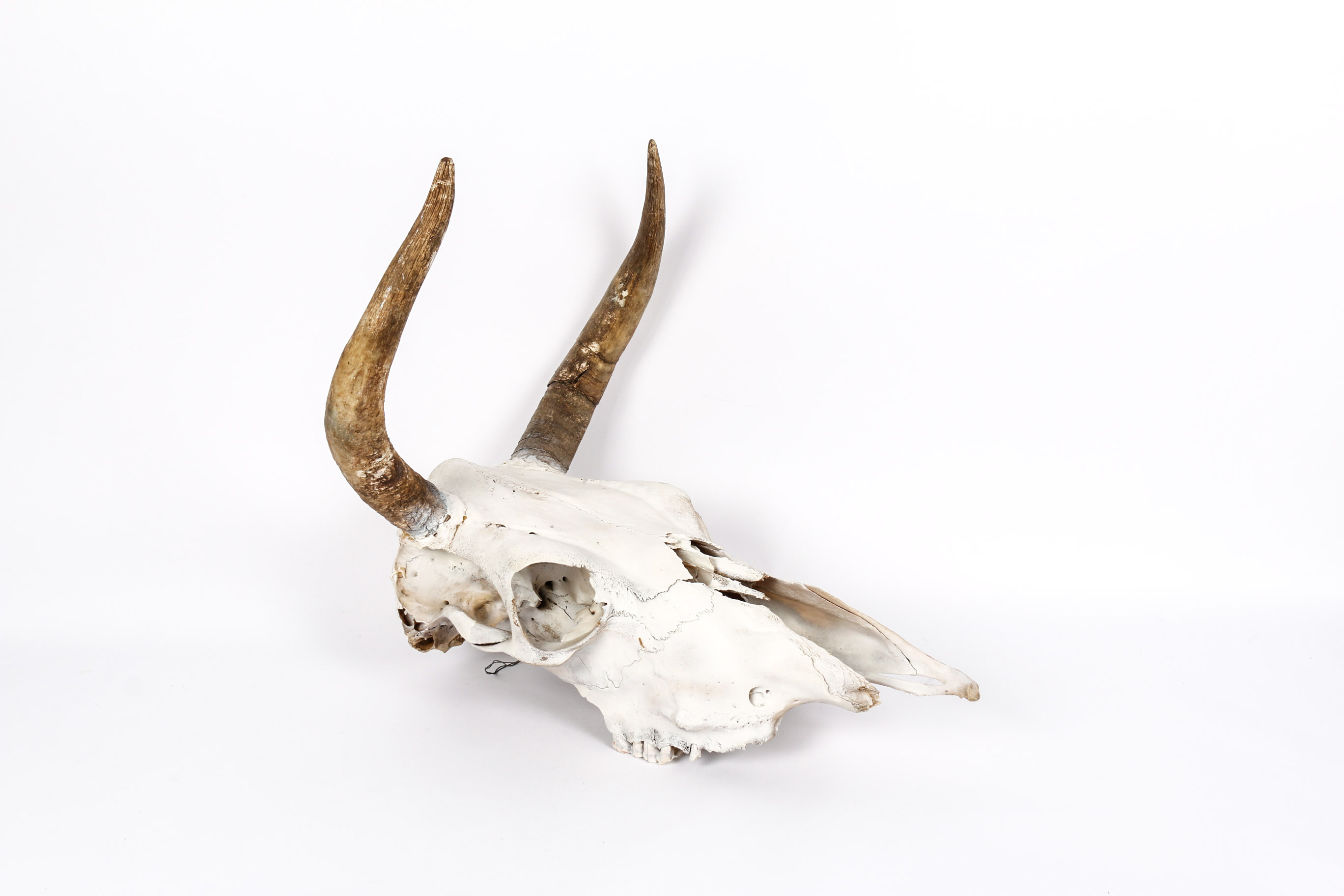 Bull Horns With Skull