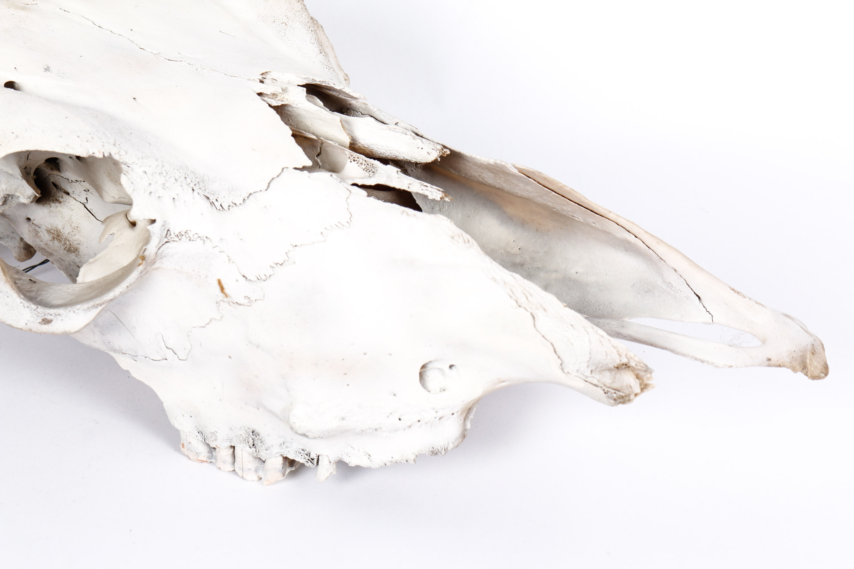 Bull Horns With Skull