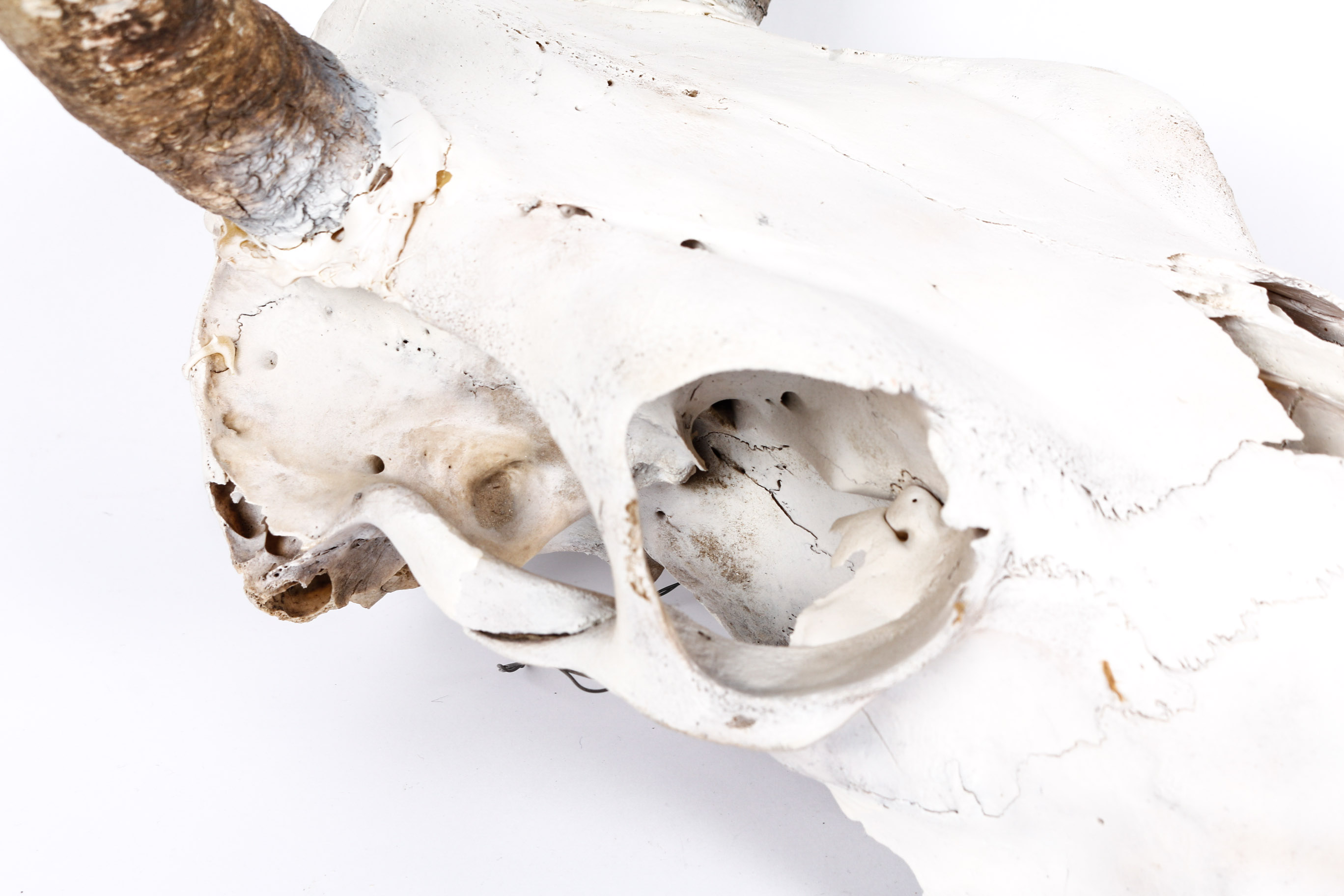 Bull Horns With Skull