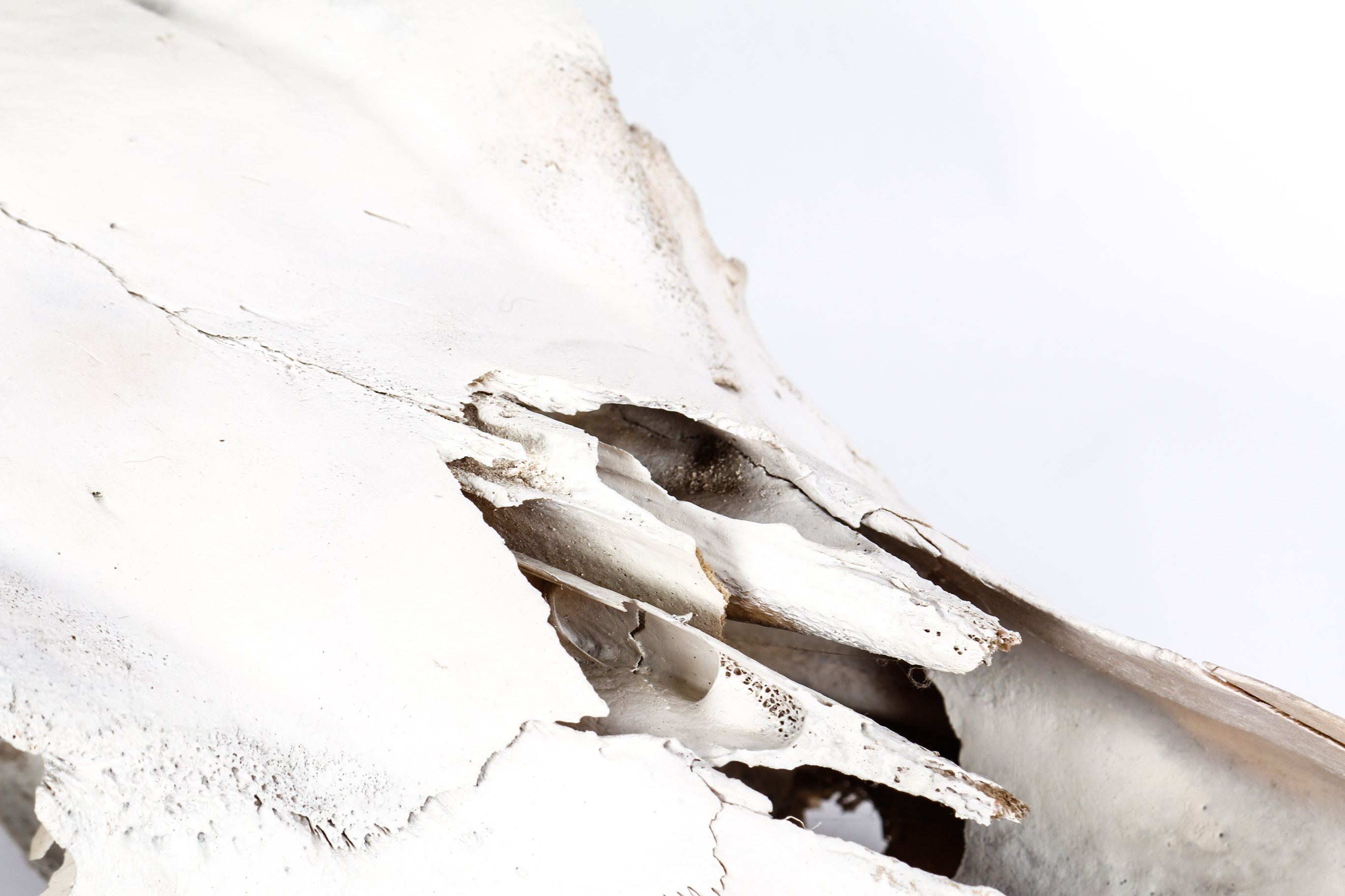 Bull Horns With Skull