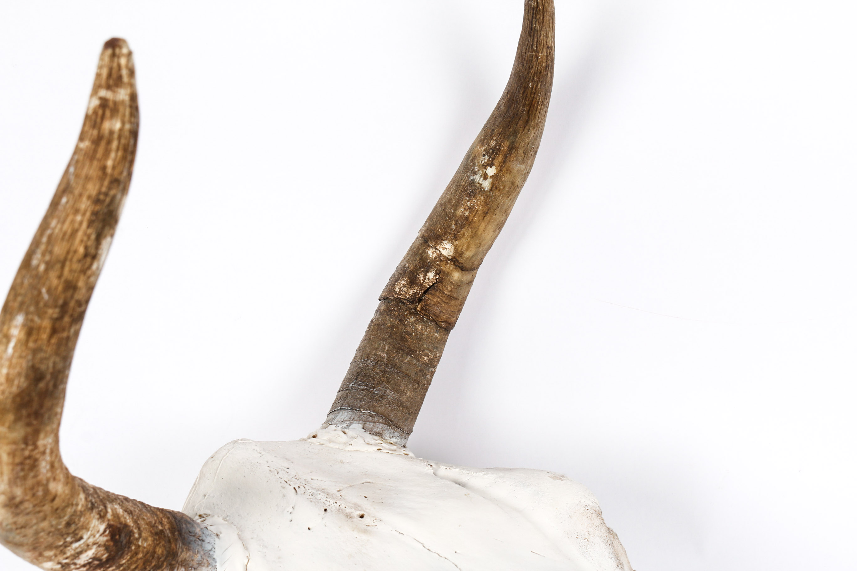 Bull Horns With Skull